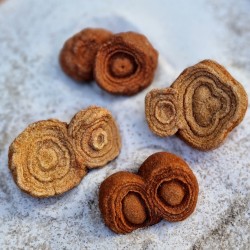 Stromatolite double - brut
