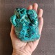 chrysocolle