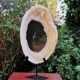 Bois fossile - tranche sur pied