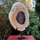 Bois fossile - tranche sur pied