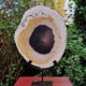 Bois fossile - tranche sur pied