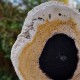 Bois fossile - tranche sur pied