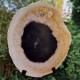 Bois fossile - tranche sur pied