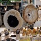 Bois fossile - tranche sur pied