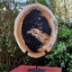 Bois fossile - tranche sur pied