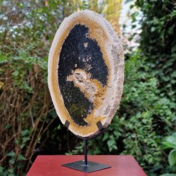 Bois fossile - tranche sur pied