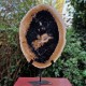 Bois fossile - tranche sur pied