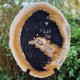 Bois fossile - tranche sur pied