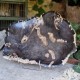 Bois fossile - plateau