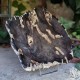 Bois fossile - plateau