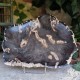 Bois fossile - plateau