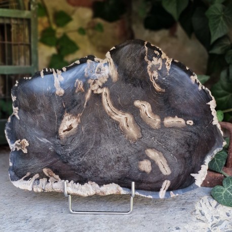 Bois fossile - plateau