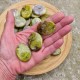 Opale verte - galet plat