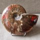 Ammonite opalisée