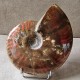 Ammonite opalisée