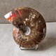 Ammonite opalisée