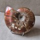 Ammonite opalisée