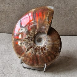 Ammonite arc-en-ciel