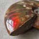 Ammonite opalisée