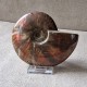 Ammonite opalisée