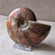 Ammonite opalisée