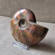 Ammonite opalisée