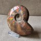 Ammonite opalisée