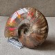 Ammonite opalisée
