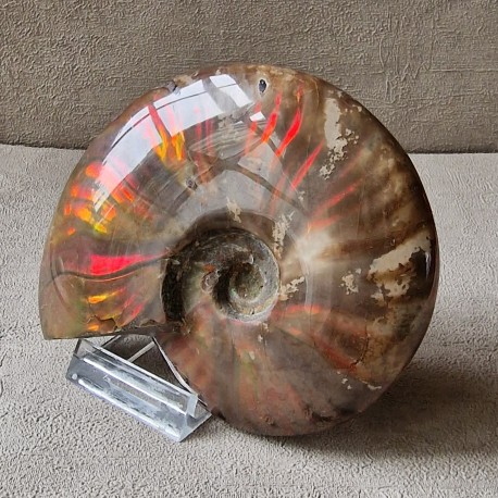 Ammonite opalisée