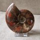 Ammonite opalisée