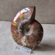 Ammonite opalisée