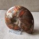 Ammonite opalisée