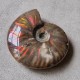 Ammonite opalisée