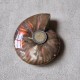 Ammonite opalisée