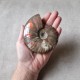 Ammonite opalisée