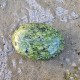 serpentine - galet