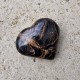 Stromatolite - coeur