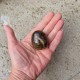 Stromatolite - oeuf