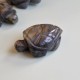 Labradorite - tortue