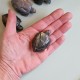 Labradorite - tortue