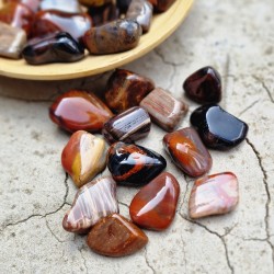 Bois fossile