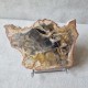 Bois fossile - tranche