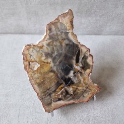 Bois fossile - tranche