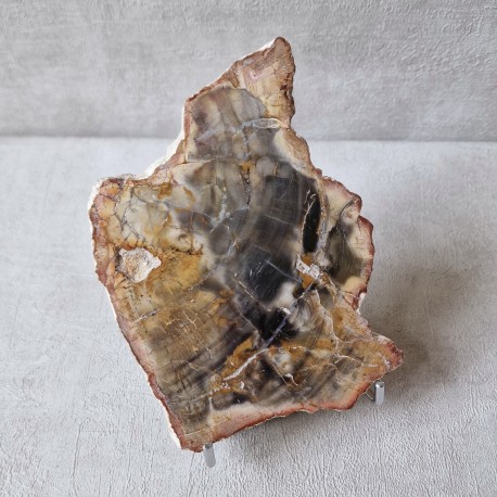 Bois fossile - tranche