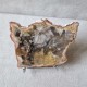 Bois fossile - tranche