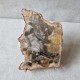 Bois fossile - tranche