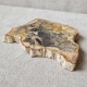 Bois fossile - tranche