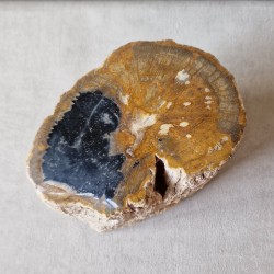Bois fossile - tronc