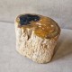Bois fossile - tronc