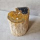 Bois fossile - tronc